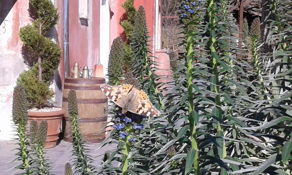 Agriturismo Gocce Di Luna Celle Ligure Zewnętrze zdjęcie